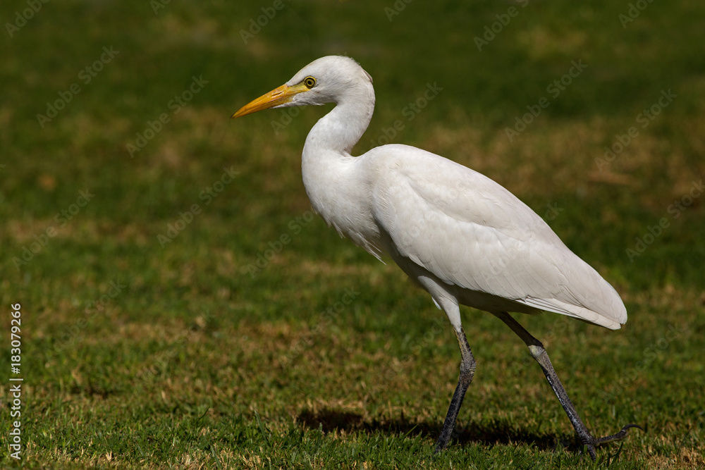 Cattle Egret (Bubulcus ibis) Cattle Egret (Bubulcus ibis)