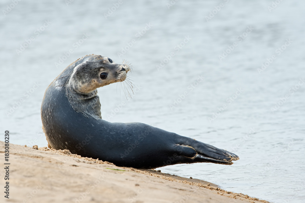 Obraz premium Harbour Seal (Phoca vitulina)/Harbour Seal pup at the edge of the sea