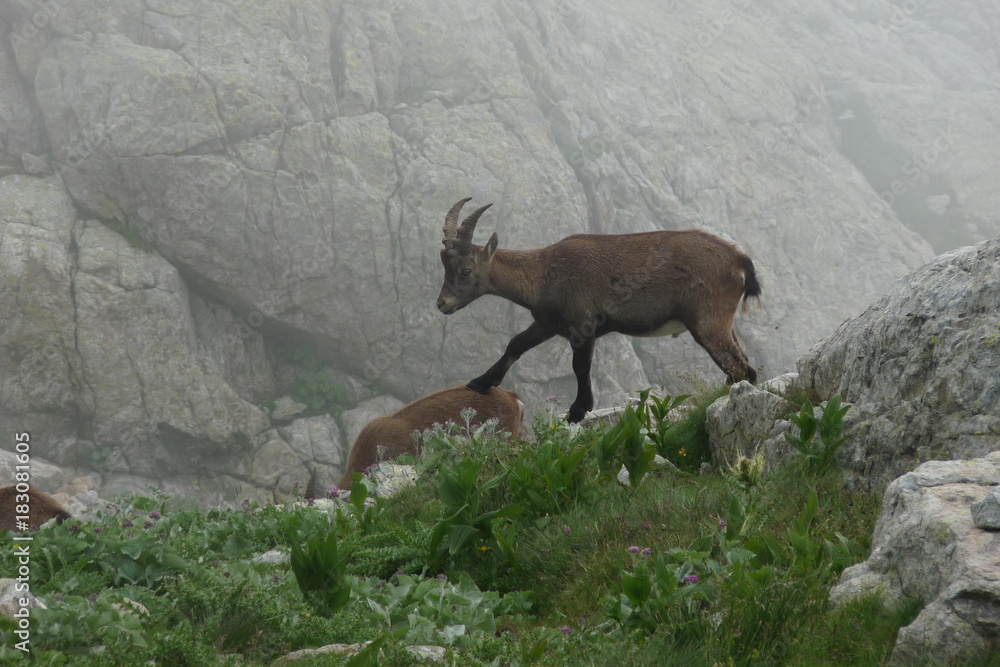Protecteur Protecteur