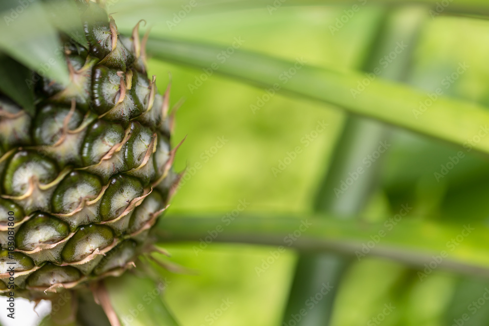 Pineapple Photo taken close up at the top view of a 15 degree angle. Pineapple Photo taken close up at the top view of a 15 degree angle.