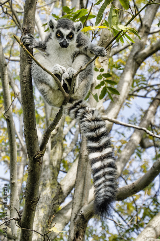 Lemure - obrazy, fototapety, plakaty 