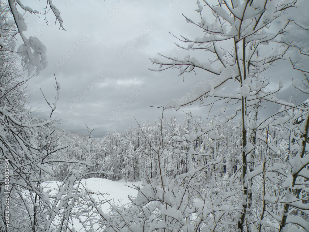 Plakat Snow-covered nature. Wild winter. Winter Idyll in the Woods on the basis or background