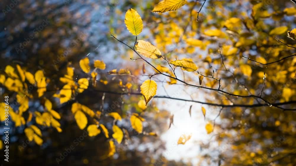 The sun shining through the trees and the golden autumn leaves The sun shining through the trees and the golden autumn leaves