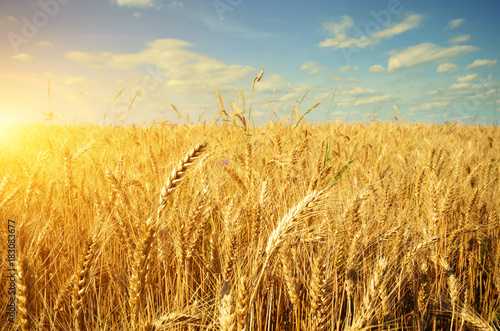 Fotografija Wheat field against sun light