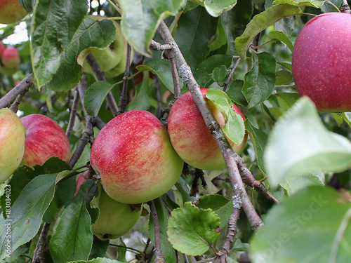 Крупные спелые красные яблоки на ветках яблони