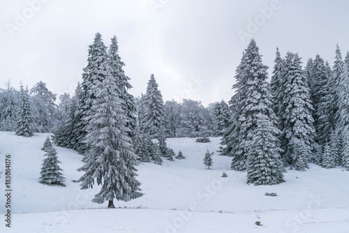Snowy trees © Daniel M