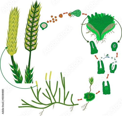 Clubmoss life cycle. Diagram of a life cycle of Lycopodium (Running clubmoss or Lycopodium clavatum)
