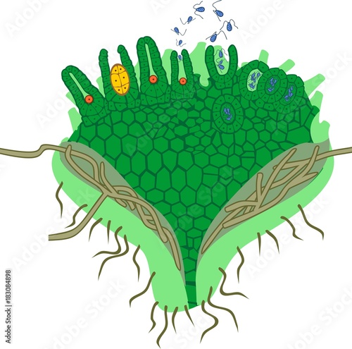 Gametophyte of Clubmoss (Running clubmoss or Lycopodium clavatum) with antheridium and archegonium photo