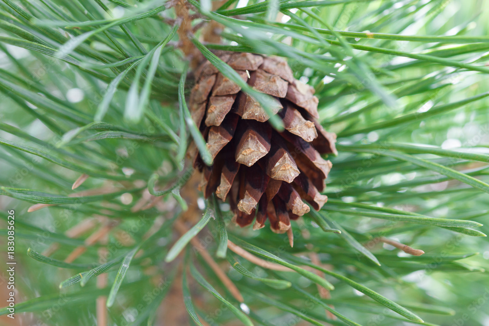 Fototapeta premium Bump among the pine needles
