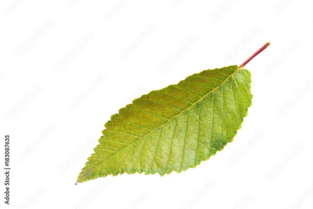 Fototapeta premium Autumn leaf isolated on white background
