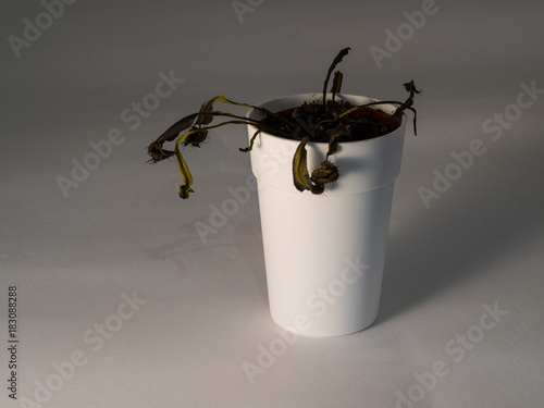 dead carnivorous plant