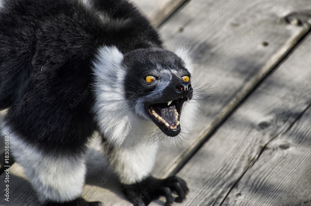 Naklejka premium Lemure arrabbiato