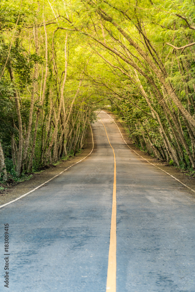 Fototapeta premium Country Road with tree lined, tree tunnel