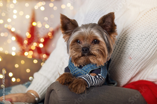 dog on an armchair on a bokeh background. new Year