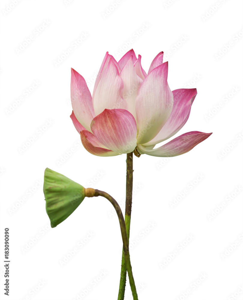 lotus flower and seedpod