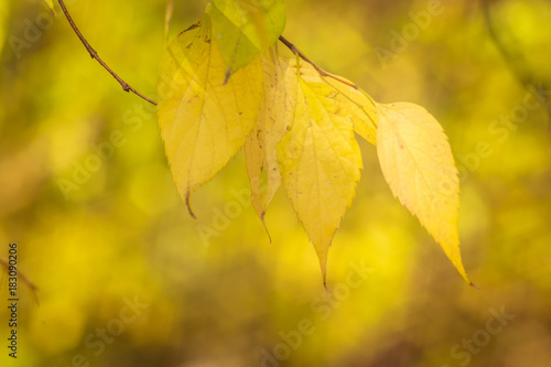 Yellow tree leaves with bokeh background