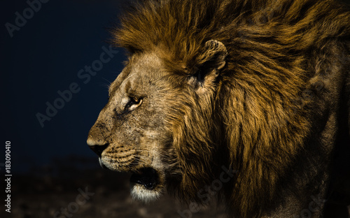 Lion Dramatic Portrait © Andreas