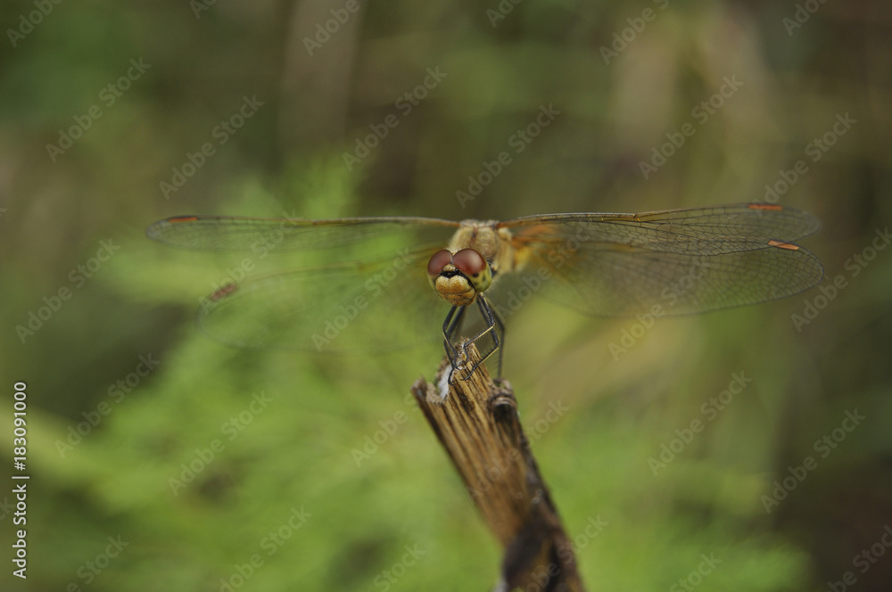 Big dragonfly against a green grass Big dragonfly against a green grass