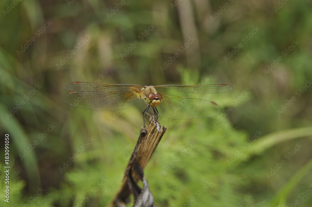 Big dragonfly against a green grass Big dragonfly against a green grass