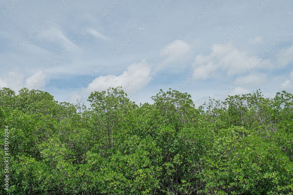 Mangrove forest in Phetburi Thailand