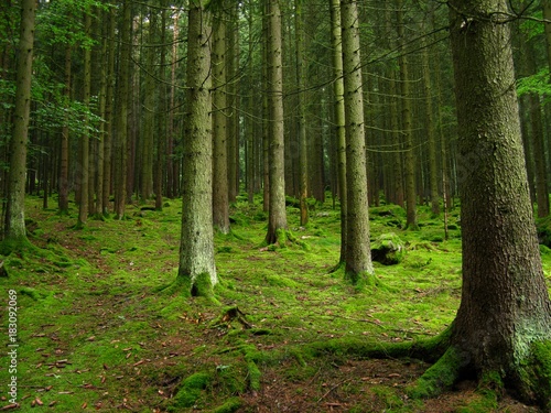 Wald bei Thal Traitsching