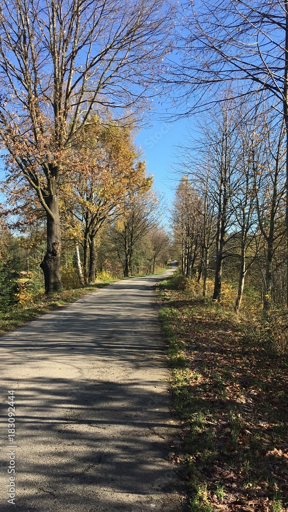 Fototapeta premium Autumn