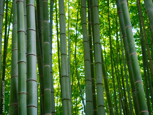 Bambus Hintergrund Wald gr  n
