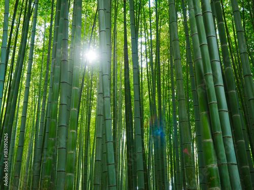 Bambus Hintergrund Wald Licht Ruhe Meditation