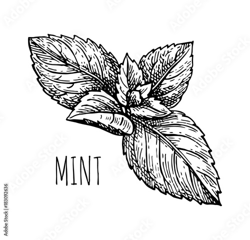 Ink sketch of mint.