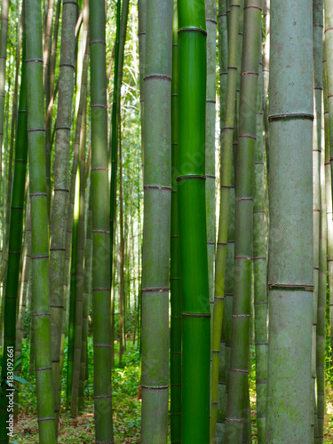 Fototapeta Naklejka Na Ścianę i Meble -  Bambus Hintergrund Wald grün
