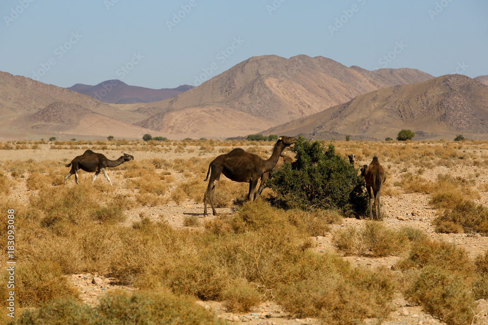 Le Maroc Le Maroc