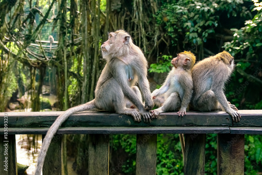 family of monkeys in monkey forest in bali, ubud, indonesia