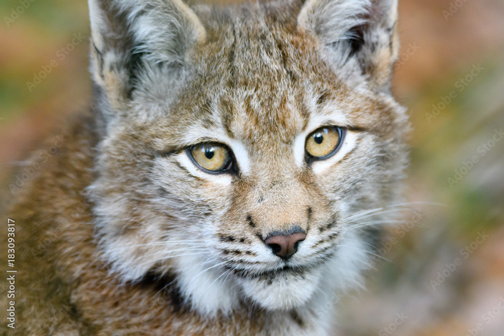 Baby Lynx