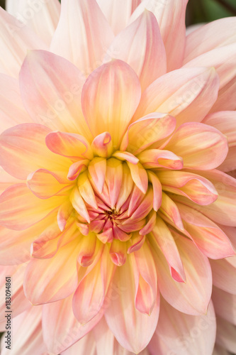 Textures beautiful  flower close-up detail  by Macro lens . © Umarin