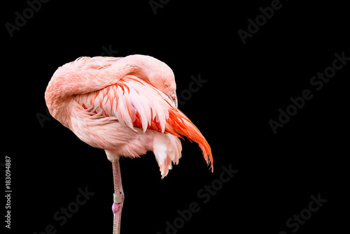 Flamingo peeking from behinds its feathers © foto8tik