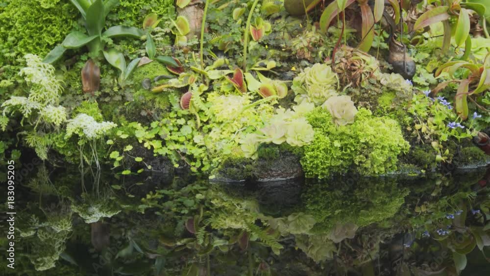 Exotic Tropical Plants at Edge of Water in Garden Park Exotic Tropical Plants at Edge of Water in Garden Park