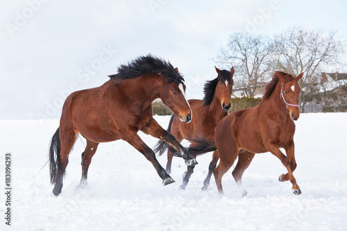 Three horses playing together in winter pasture
