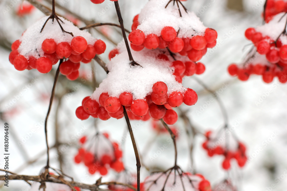 Winter Frozen Viburnum Under Snow. Viburnum In The Snow. First snow.