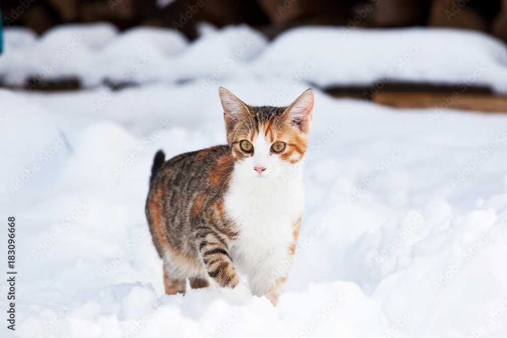 Portrait of  nice kitten on snow