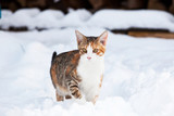 Portrait of  nice kitten on snow