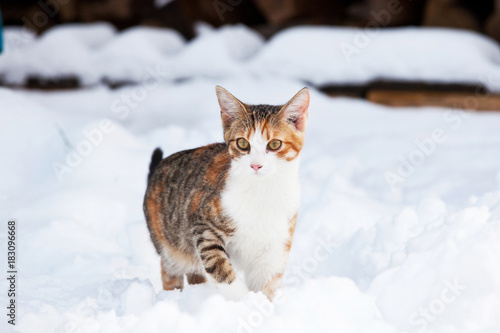 Portrait of nice kitten on snow