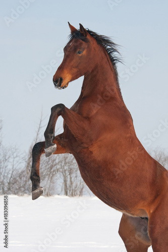 Brown horse rearing, winter, snow