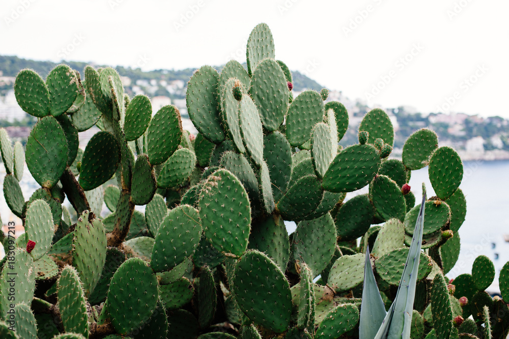 Southern European cacti