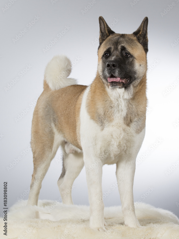 American akita dog portrait. Image taken in a studio with white background. American akita dog portrait. Image taken in a studio with white background.