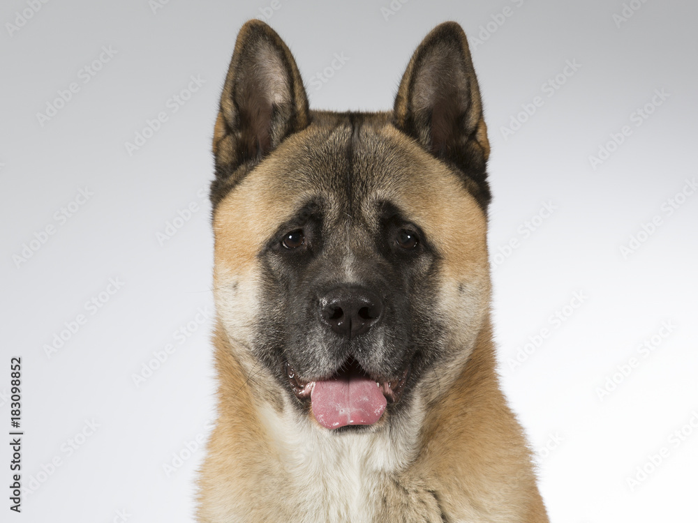American akita dog portrait. Image taken in a studio with white background. American akita dog portrait. Image taken in a studio with white background.