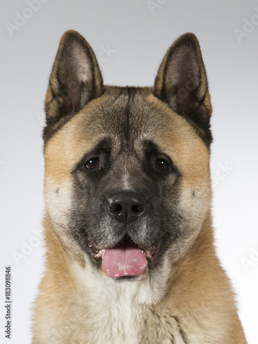 American akita dog portrait. Image taken in a studio with white background.