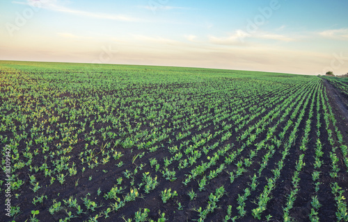 View of rows of green soy sprouts.Springtime.Agricultural field. 