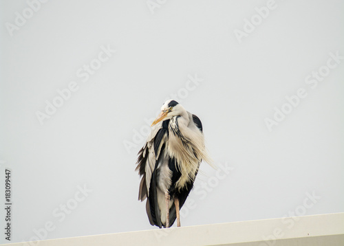 Blue Herron at Schull harbor Cork Ireland. photo