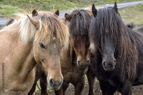 Iceland Horses