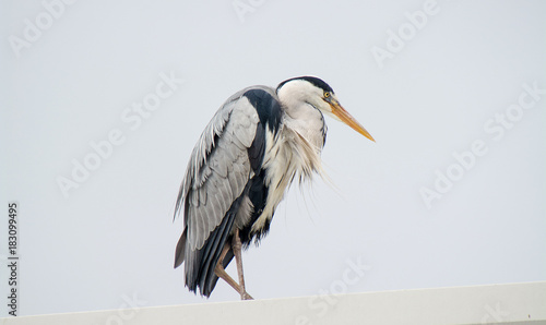 Blue Herron at Schull harbor Cork Ireland.